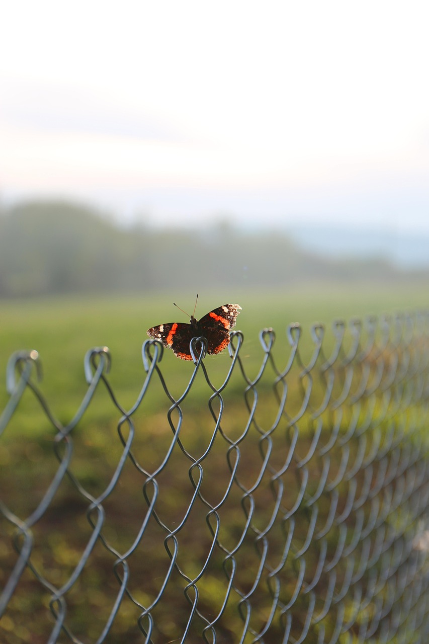 red admiral butterfly, butterfly, fence, chain link fence, insect, animal, nature, closeup